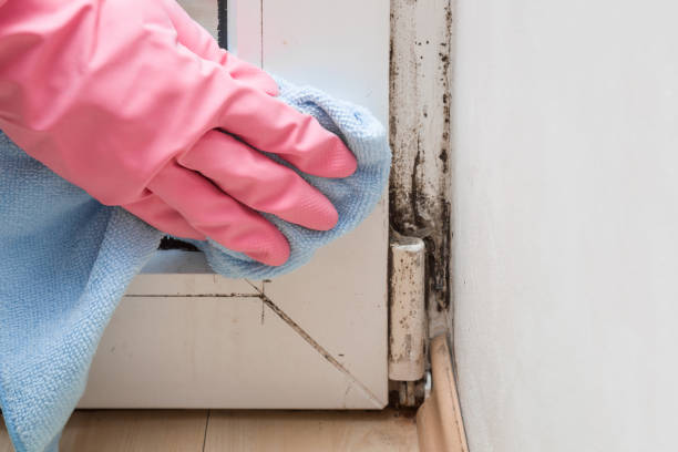 Mold Remediation for Vacation Homes